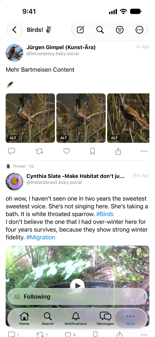 A custom feed of bird photos in Bayou.